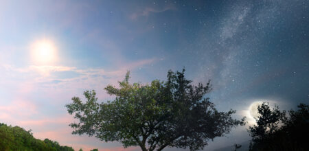 A picture of the tree in different times of the day (iStock/Rastan)