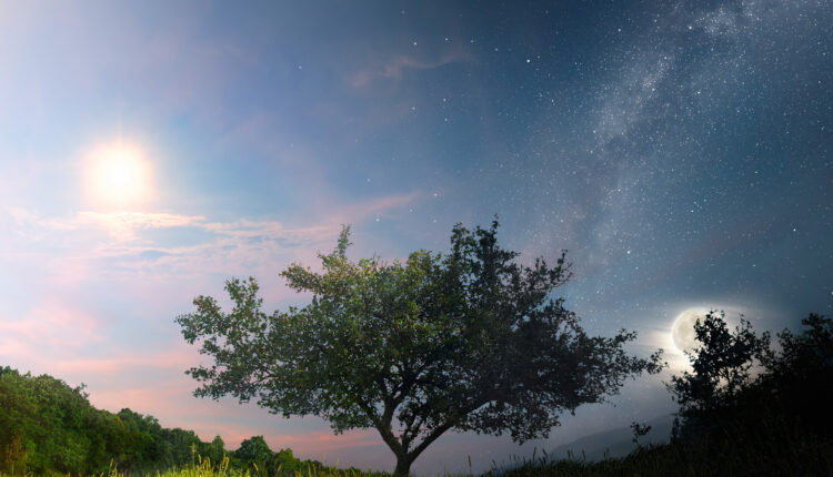 A picture of the tree in different times of the day (iStock/Rastan)