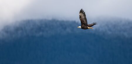 Soaring Bald Eagle (iStock/S_Lew)