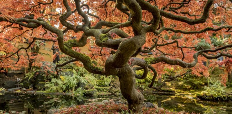 L’albero-mondo