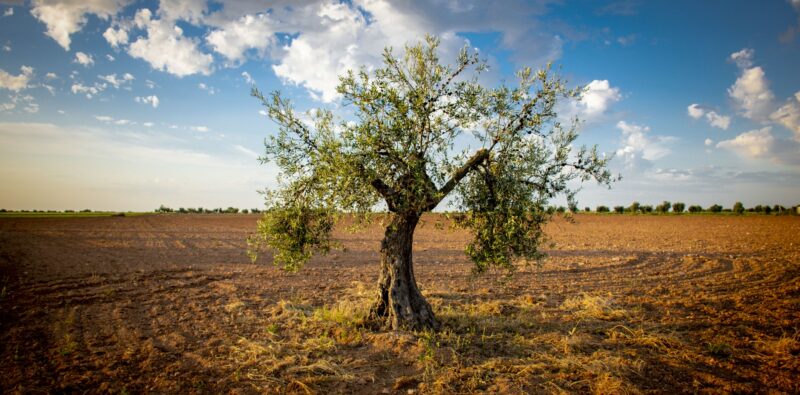 Ritornare all’olivo. Per una teologia mediterranea