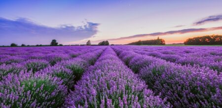 Un campo di lavanda.