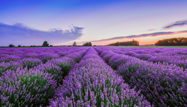 Un campo di lavanda.