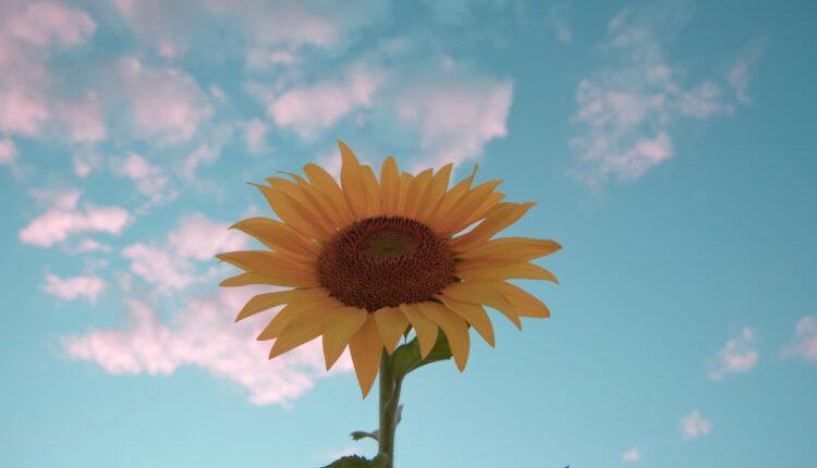 Girasole.